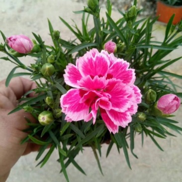 康乃馨花色鲜艳，多颜色价格合理发货及时