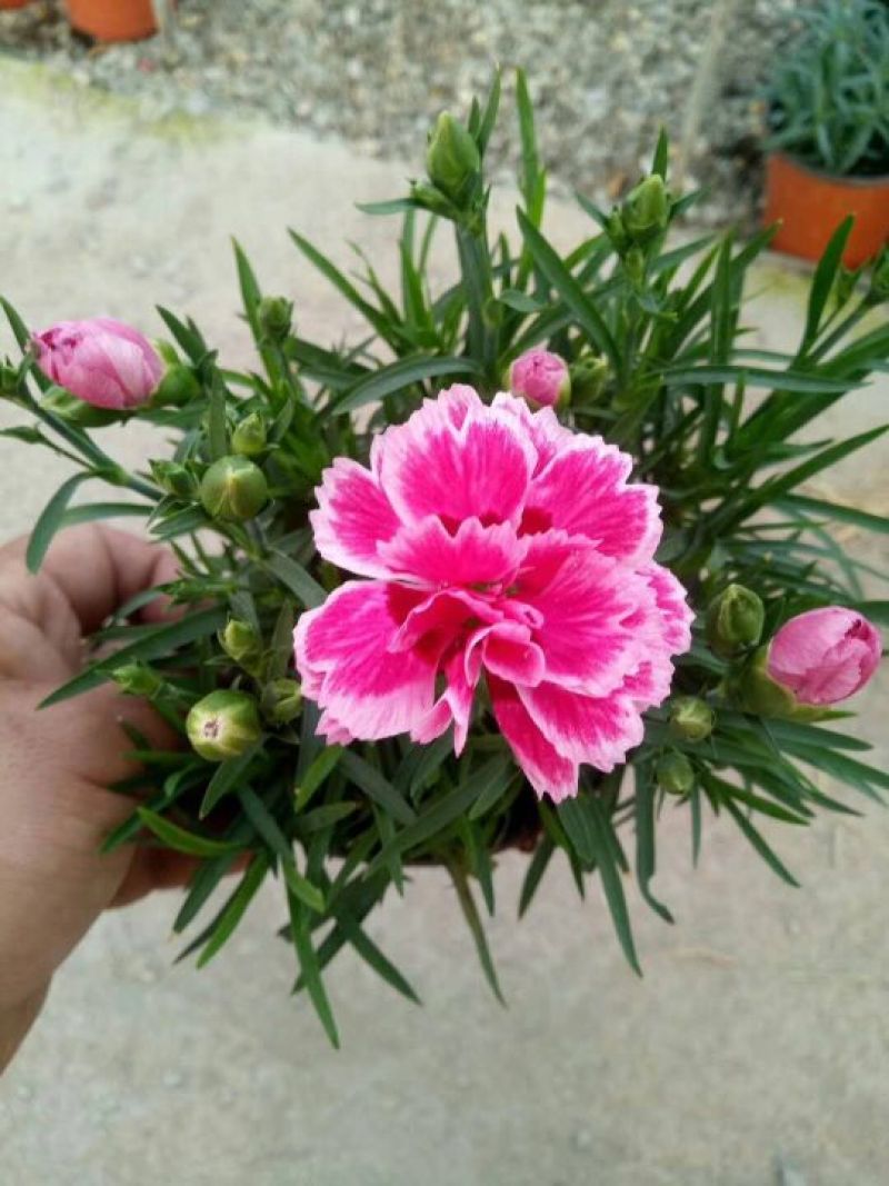 康乃馨花色鲜艳，多颜色价格合理发货及时