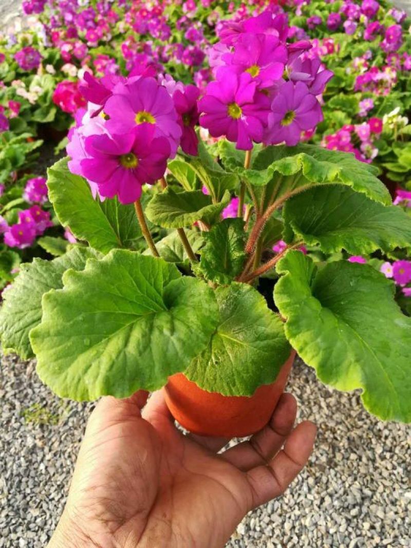 康乃馨花色鲜艳，多颜色价格合理发货及时