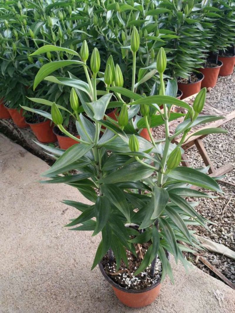 康乃馨花色鲜艳，多颜色价格合理发货及时