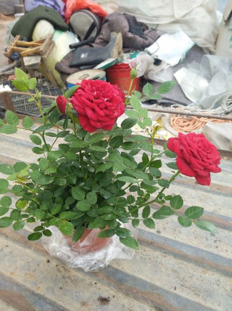康乃馨花色鲜艳，多颜色价格合理发货及时