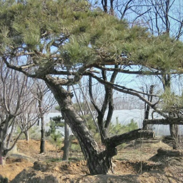 造型松10公分