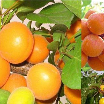 丰园红杏45mm以上陕西丰源红杏，丰原红杏价格，丰源红