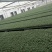 西红柿苗四叶一心