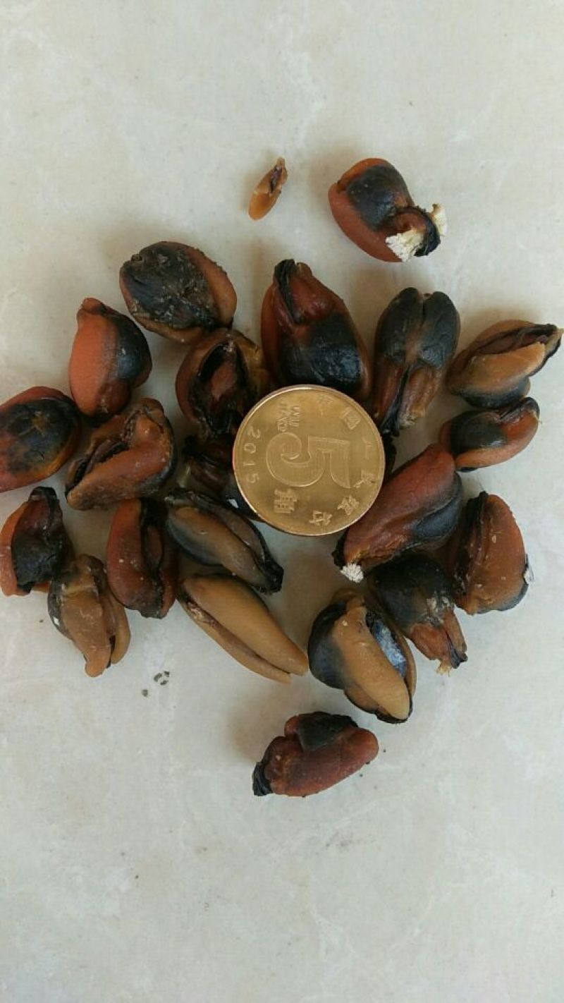 淡菜食用鲜活