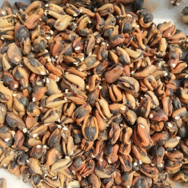 淡菜食用鲜活