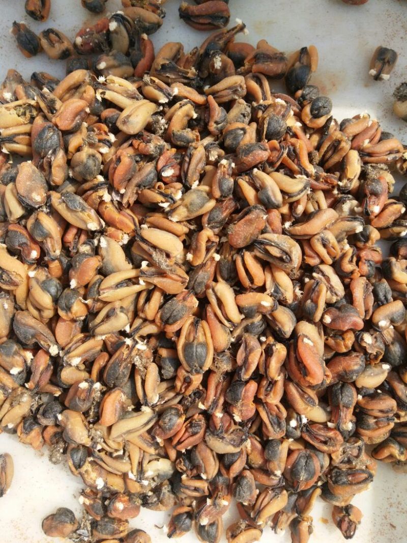 淡菜食用鲜活