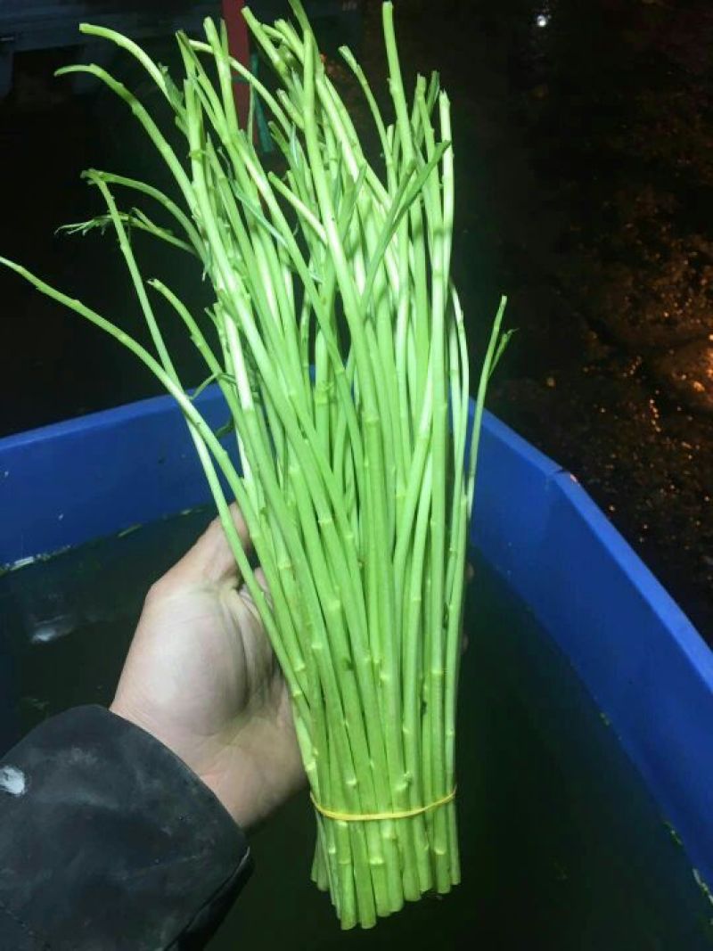 芦篙毛蒿