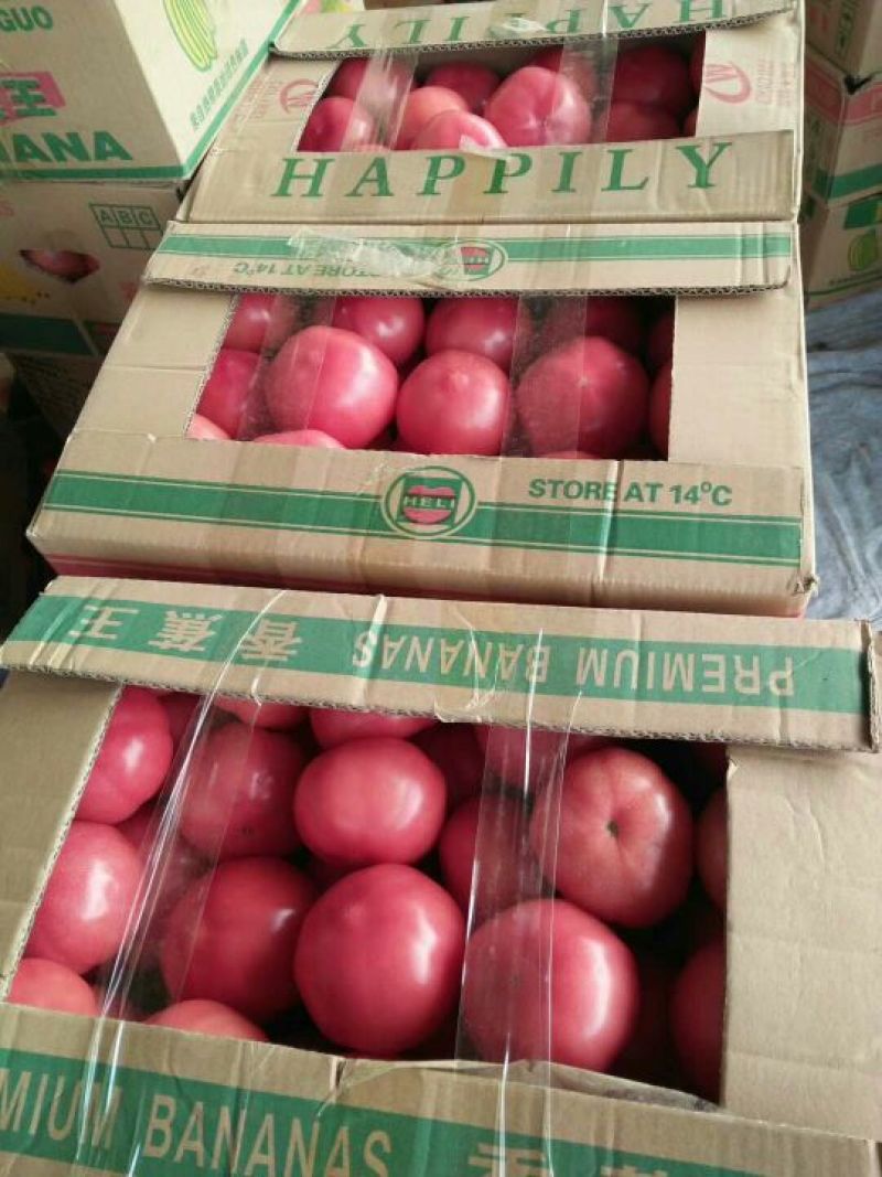 硬粉西红柿弧三以上硬粉通货