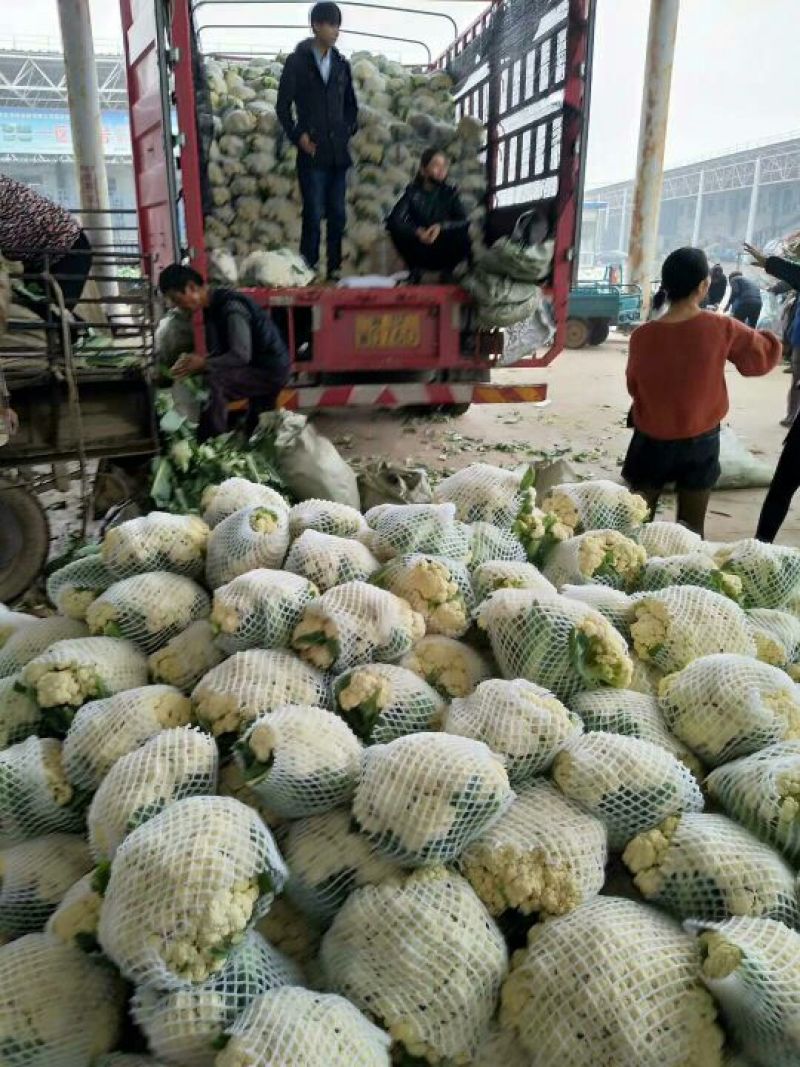 白面青梗松花菜2~3斤散花乳白