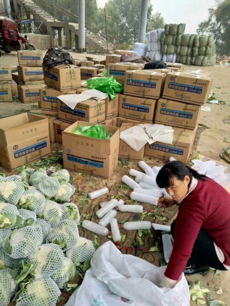 白面青梗松花菜2~3斤散花乳白
