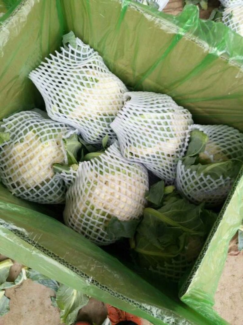 白面青梗松花菜2~3斤散花乳白