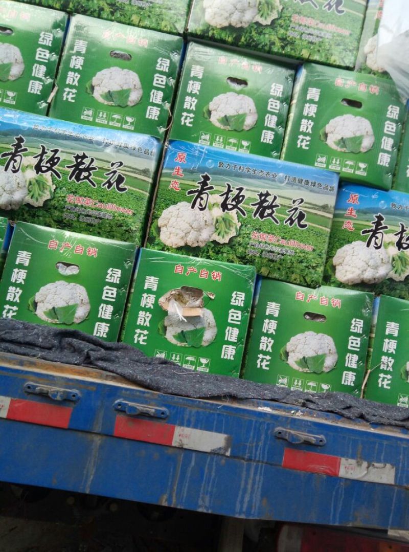 白面青梗松花菜2~3斤散花乳白