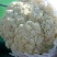白面青梗松花菜2~3斤散花乳白