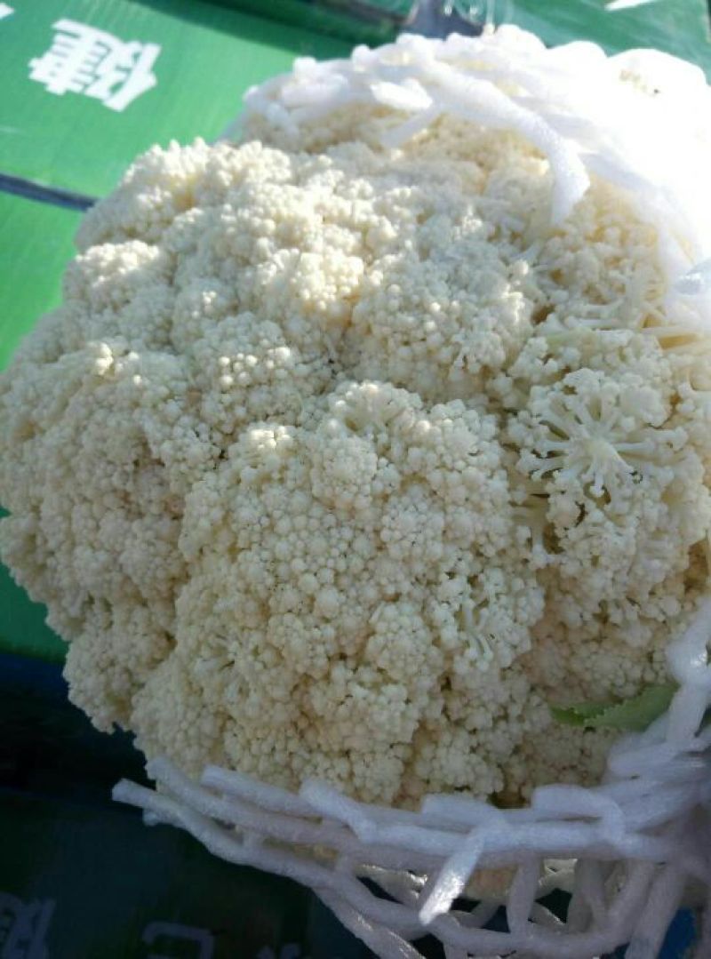 白面青梗松花菜2~3斤散花乳白