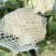白面青梗松花菜2~3斤散花乳白