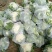 白面青梗松花菜2~3斤散花乳白