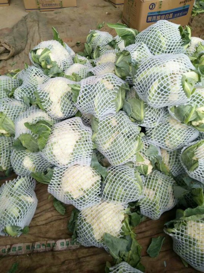 白面青梗松花菜2~3斤散花乳白