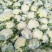 白面青梗松花菜2~3斤散花乳白