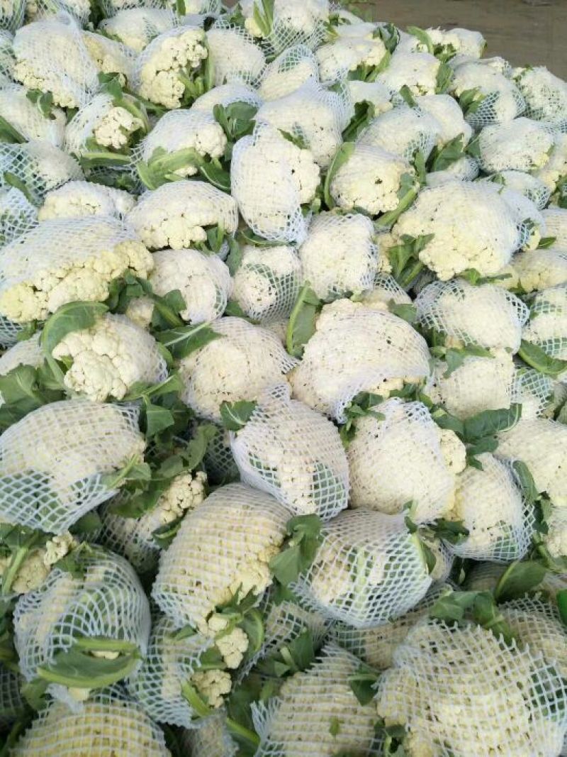 白面青梗松花菜2~3斤散花乳白