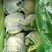 白面青梗松花菜2~3斤散花乳白