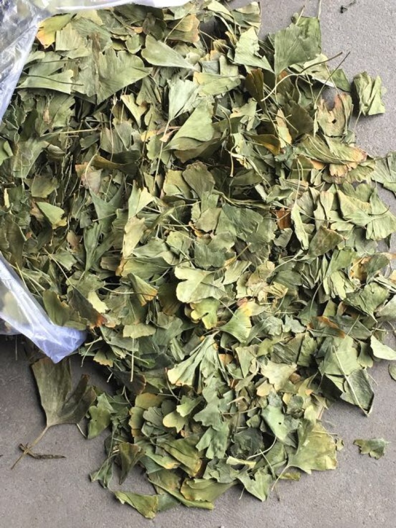 产地直供银杏叶，欢迎新老朋友前来考察，洽谈业务。