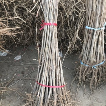 基地大量供应银杏实生苗50~60cm，