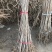 基地大量供应银杏实生苗50~60cm，