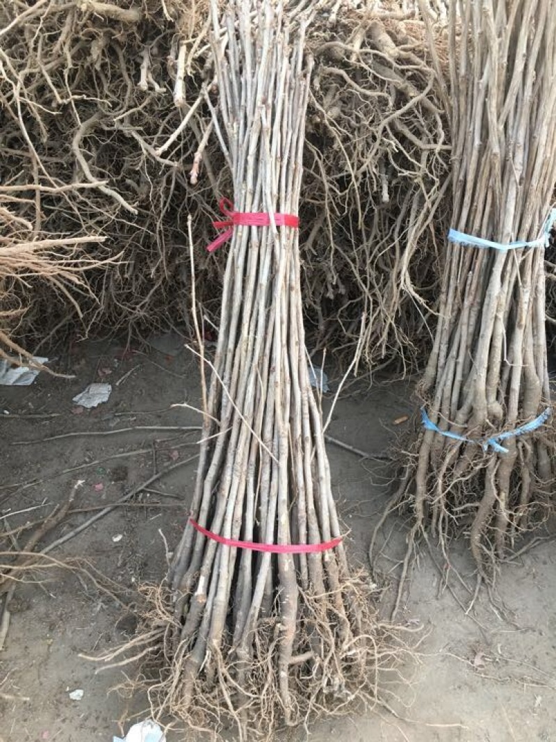 基地大量供应银杏实生苗50~60cm，