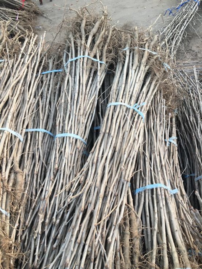 基地大量供应银杏实生苗50~60cm，
