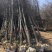 基地大量供应银杏实生苗50~60cm，