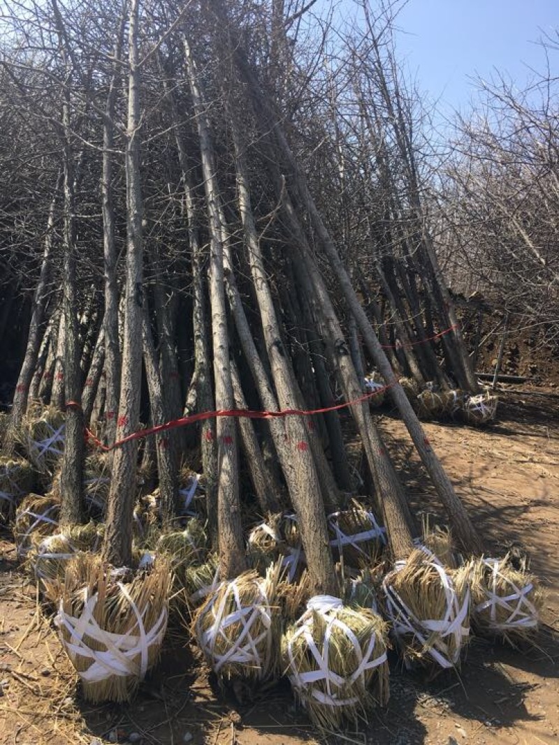 基地大量供应银杏实生苗50~60cm，