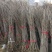 基地大量供应银杏实生苗50~60cm，