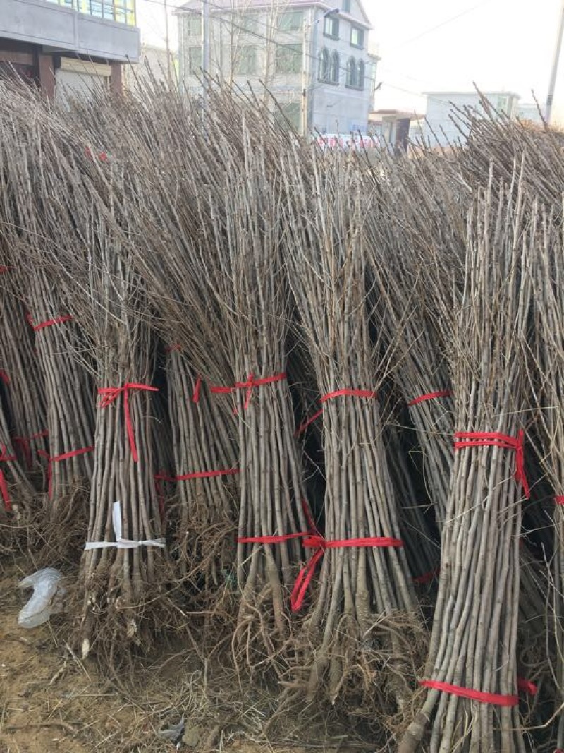 基地大量供应银杏实生苗50~60cm，