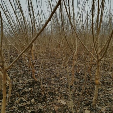 果桑苗10cm以下