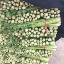 西芹55cm以上