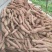 禾下土原种脱毒秦薯5号红薯苗15~25cm