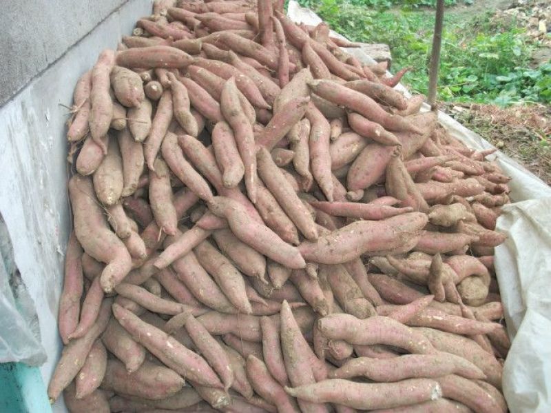 禾下土原种脱毒秦薯5号红薯苗15~25cm