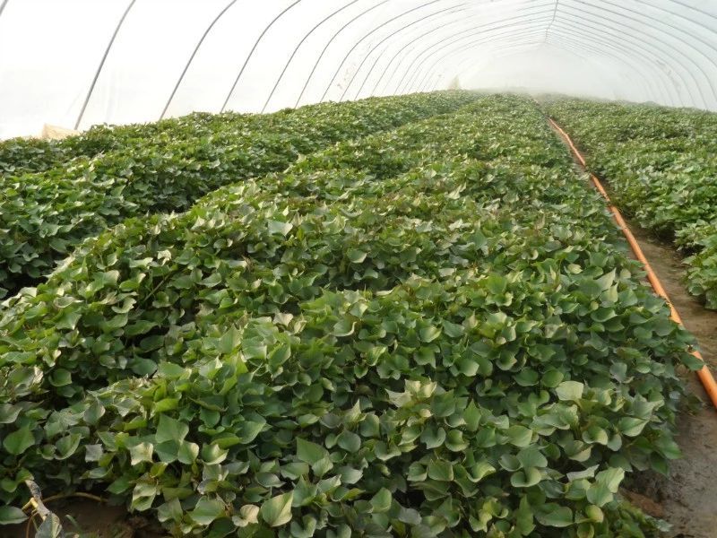 禾下土原种脱毒秦薯5号红薯苗15~25cm