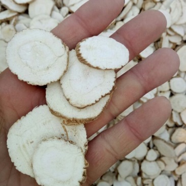 亳州白芷袋装白芷，大小白芷，香料白芷，川白芷