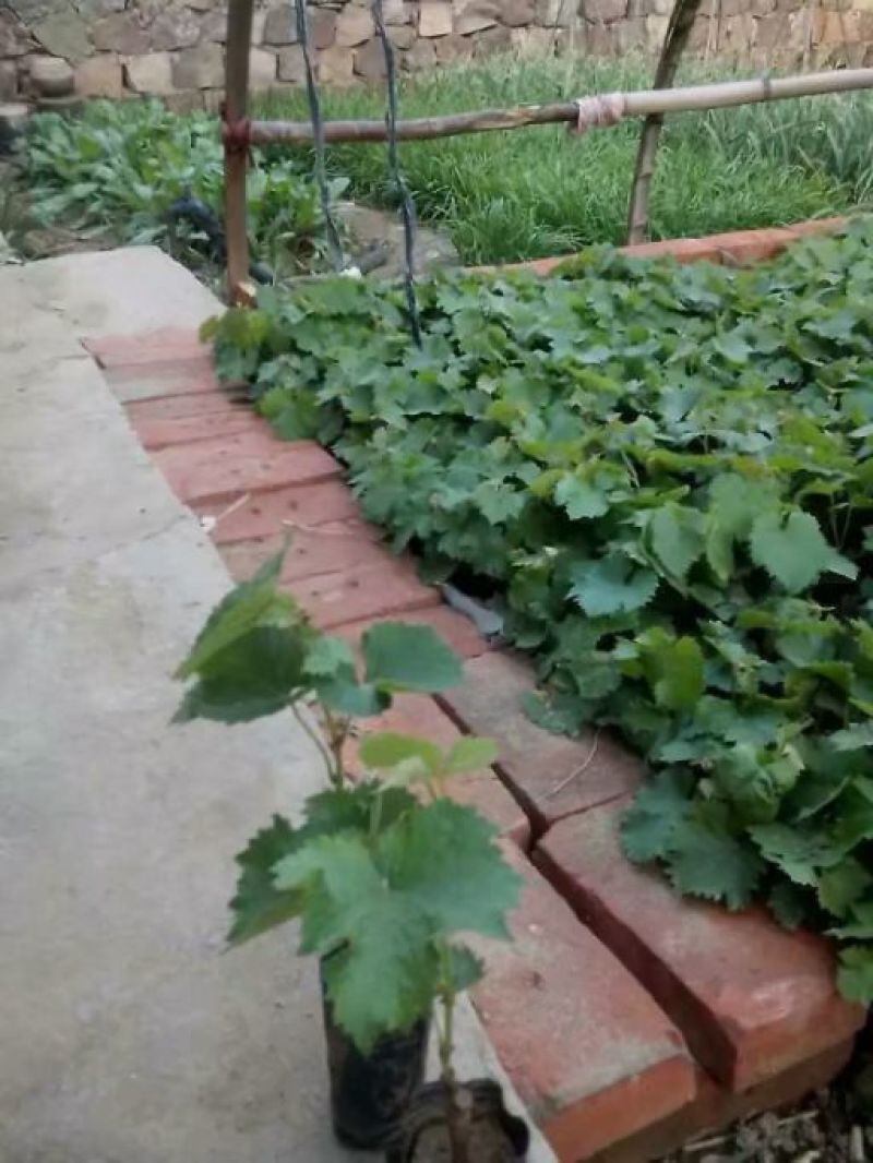 盆栽葡萄树80~100cm
