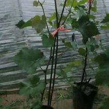 盆栽葡萄树80~100cm