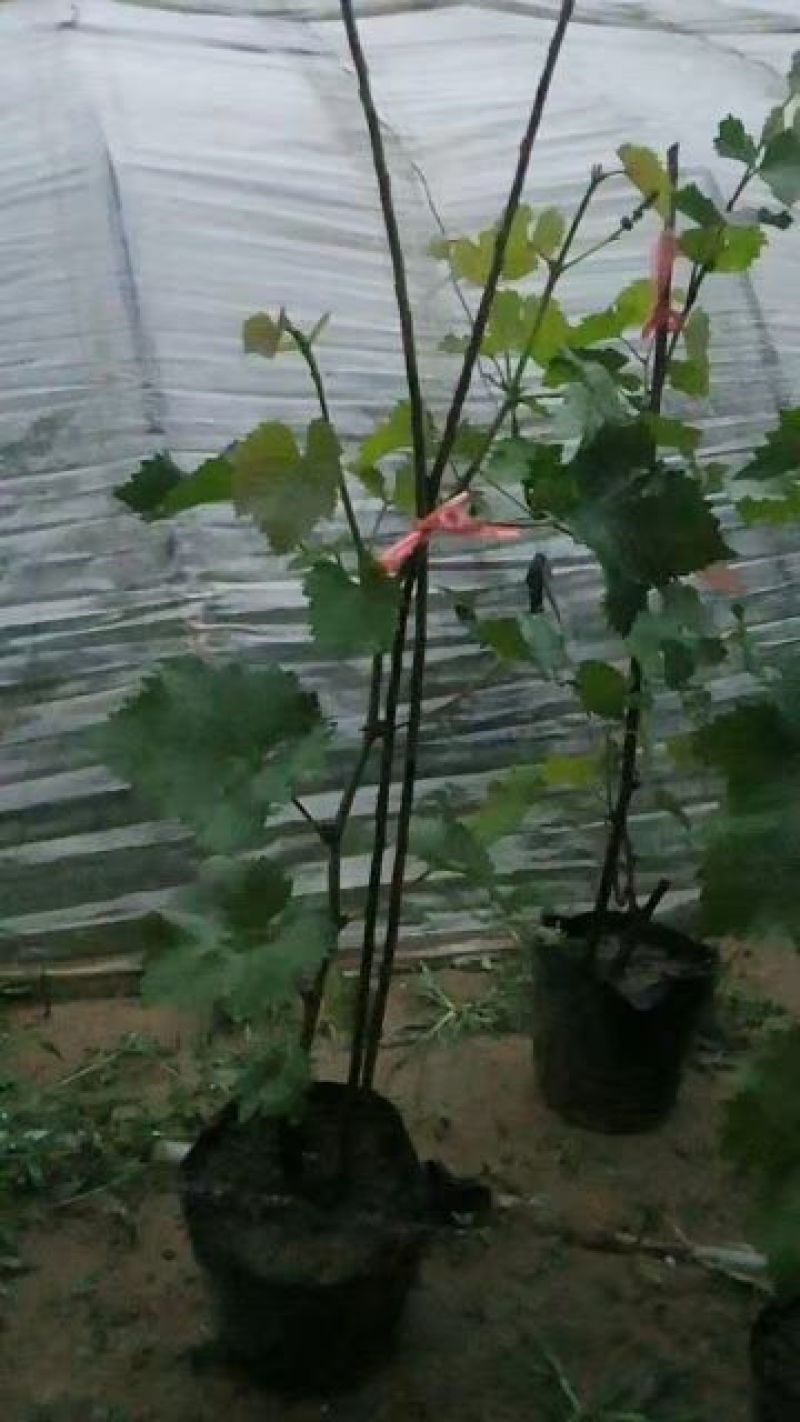 盆栽葡萄树80~100cm