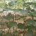 盆栽葡萄树80~100cm