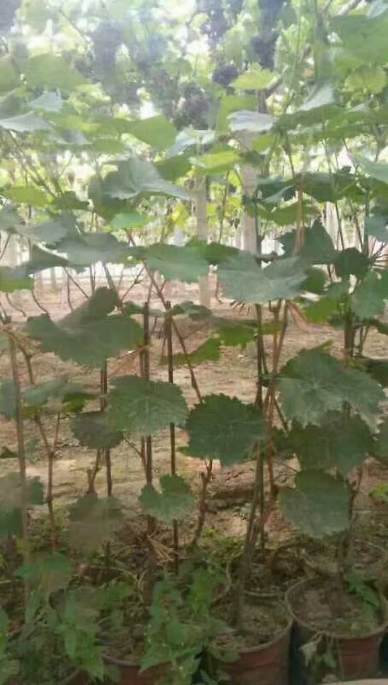 盆栽葡萄树80~100cm