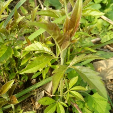 牡荆根野生零种植新鲜，