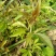 牡荆根野生零种植新鲜，