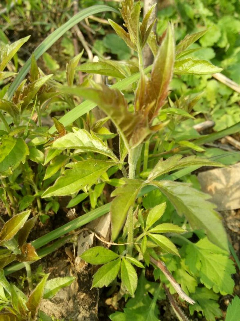 牡荆根野生零种植新鲜，