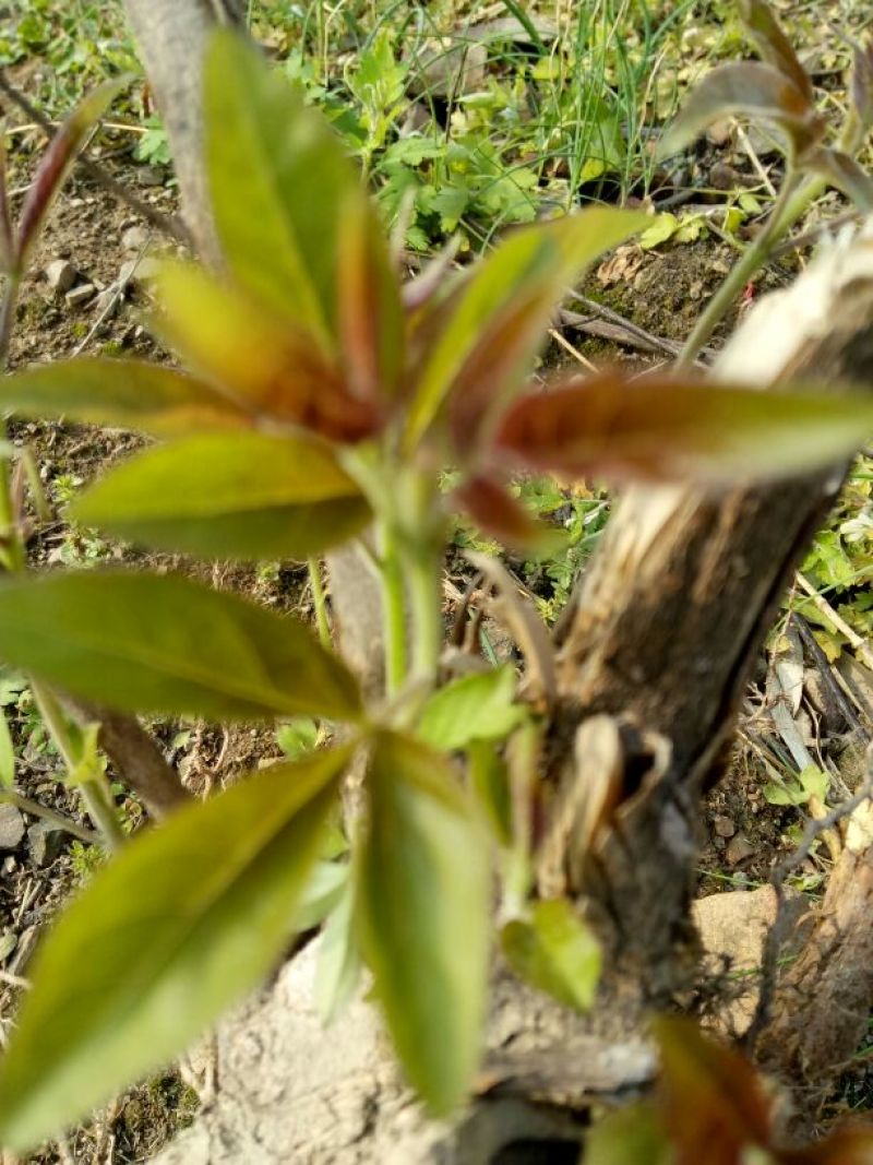 牡荆根野生零种植新鲜，