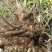 牡荆根野生零种植新鲜，